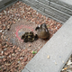 Illustration for article titled To the Rescue! Mission: Duck Danger Downtown!